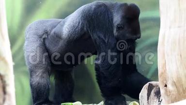 大猩猩吃蔬菜。 大猩猩吃午餐大猩猩。