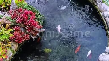 装饰池塘彩色植物及动物影像片段