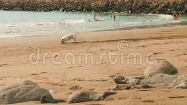 法国<strong>肥牛</strong>犬在海滩上玩耍，人们在海滩上洗澡