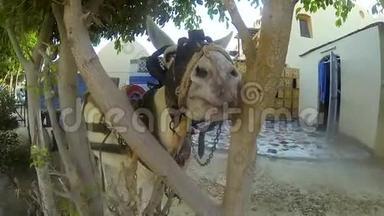 埃及的驴子