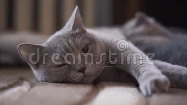 可爱的、平静的苏格兰折叠猫<strong>躺着看</strong>镜头的肖像