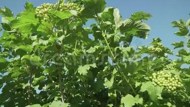 灌木丛股票录像中成熟的振动浆果