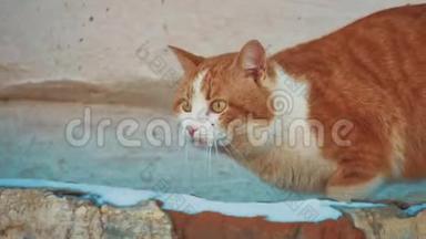 无家可归的猫。 无家可归的动物宠物问题。 街上的猫红头发坐在寒冷的生活方式冬季生病