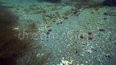<strong>海底</strong>蠕虫在北冰洋中出没。