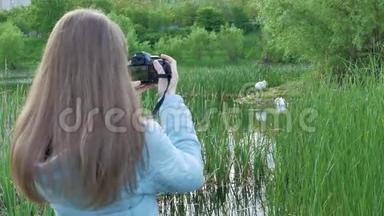 <strong>摄影</strong>师女孩拍摄了一段天鹅的视频，在<strong>河岸</strong>上用专业的照相机拍摄。