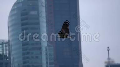 摩天大楼背景上的掠食鸟。 慢动作