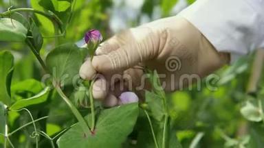一个女实验室助理清点豌豆花。