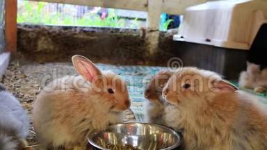 三只可爱的毛茸茸的兔子在县集市上用银碗吃东西