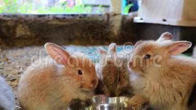 三只可爱的毛茸茸的兔子在县集市上用银碗吃东西