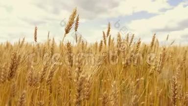 麦穗就在田野特写的背景下阴云密布.. 准备收割的小麦。 成熟的小麦，在