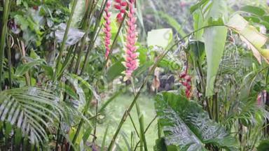 热带绿色植物，有红色的花朵，在潮湿的异国丛林中，靠近瀑布，在雨天的野生自然森林周围