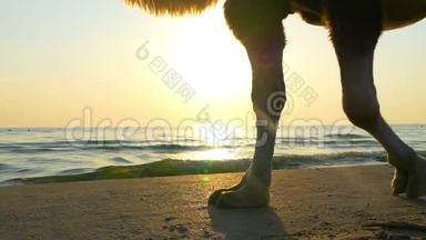 一只骆驼在日落时缓慢地沿着海边散步. 骆驼特写的腿