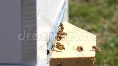 蜜蜂收集花花粉，放在<strong>春</strong>天的蜂巢里。 慢动作视频。 阿皮特拉伊。 <strong>养</strong>蜂业