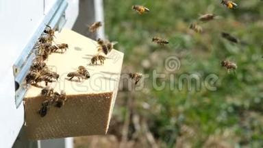 蜜蜂收集花花粉，放在春天的蜂巢里。 慢动作视频。 阿皮特拉伊。 养蜂业