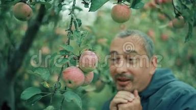 花园里的苹<strong>果农</strong>夫检查庄稼，高兴极了