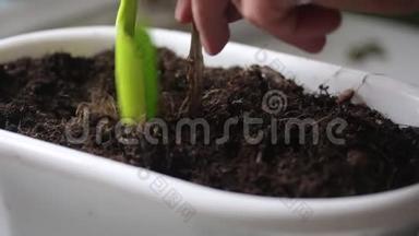 那个人用铲子把干燥的植物挖出来放在花盆里。 然后他把它从根部撕下来。