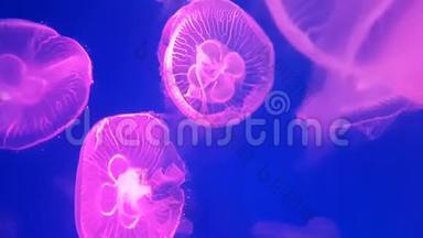 4K. 一组荧光粉水母在水族馆游泳池游泳。 透明水母水下镜头发光<strong>美杜莎</strong>