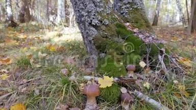 森林里的白木耳.. 秋天时节，美丽的蘑菇闪闪发光. 黄叶落在Korichnivuyu蘑菇帽上