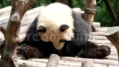 可爱的小熊猫小熊正在用他的腿划他的身体，中国