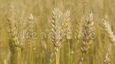 麦田。 成熟的小麦已经准备好收割了。 收获和收获。 金色的麦田在<strong>缓慢</strong>地<strong>摇摆</strong>