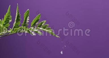水滴落在房子里的一滴植物蕨类植物上，在紫色的背景下<strong>流动</strong>。 全高清<strong>视频</strong>，240fps，1080p..