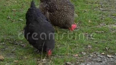家养鸡。 鸡在院子里吃草。 他们啄食食物和草。