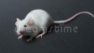 白色实验室鼠标上黑色背景特写.. 概念----药物、疫苗、实验动物、人类的检验