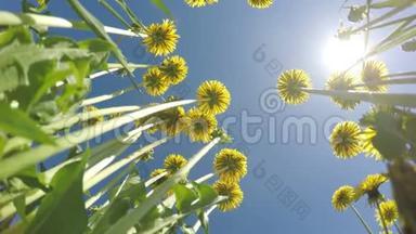 在蓝色的夏日太阳天空的背景下，<strong>看到</strong>了黄色蒲公英的底部景色