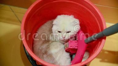 小猫拿着拖把躺在水桶里