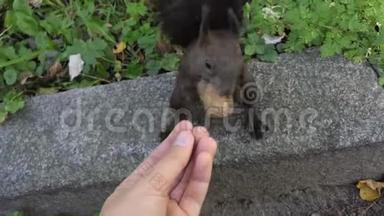 一个女人`她的手里喂着一只松松垮垮的松鼠