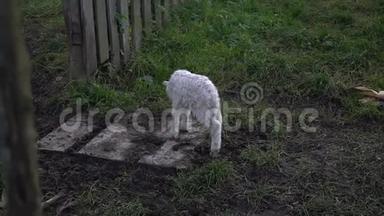 不快乐的羔羊走在草地上