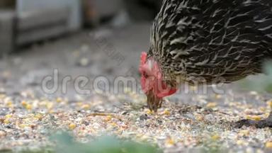 在近景的一个村院子里，母<strong>鸡</strong>和公<strong>鸡</strong>在地上<strong>吃</strong>食物