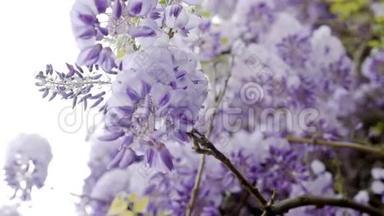 春天盛开的紫藤树