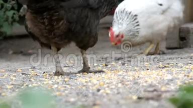 在近景的一个村院子里，母鸡和公鸡在地上吃食物