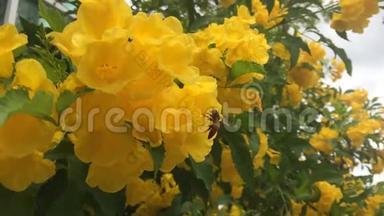 黄色喇叭<strong>花</strong>中的蜜蜂