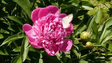茶玫瑰花在阳光下绽放的特写花蕾。 满是粉红色的油玫瑰花在花园里。 慢动作