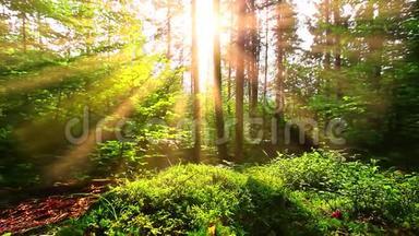 早晨在森林里，阳光透过树木