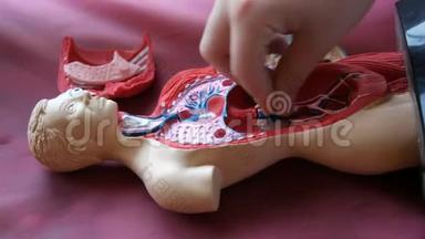 人体解剖结构的玩具模型.. 少年的手收集人造人体内部