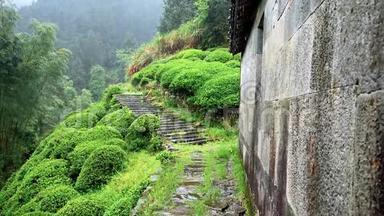 下雨天在婺源山上的茶园，中国茶山的美丽景观，超级慢动作