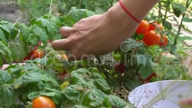 年轻的女人采摘红色樱桃西红柿并把它们放进碗里。 在花园里睡觉。