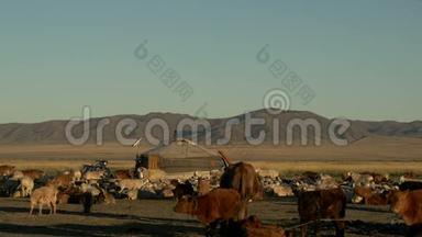 在蒙古游牧民族家族的一只“蒙古包”(Ger)面前放着牛、绵羊和山羊