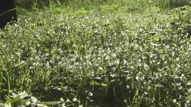 林间空地上有野生黄芩白花随风摆动.. 春天。 黄芩是一种开花的属种