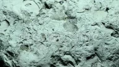 带化石的波罗的海石灰岩