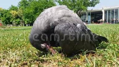 睡在草地上的小乌鸦