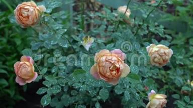 英国花园里的<strong>粉色</strong>和米色玫瑰。 绿色自然背景和文字的地方夏<strong>季</strong>