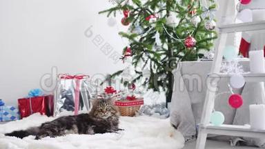缅因州的猫躺在盒子里，礼物和圣诞树，装饰的室内工作室里有灯光。 慢动作