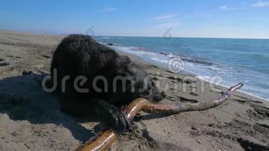 黑狗在<strong>靠近</strong>海岸线的海滩上咬着一根木棍
