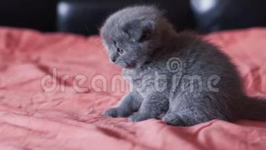 <strong>最可爱</strong>和好玩<strong>的</strong>苏格兰褶皱小猫躺在一张床上拍照