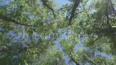 在蓝天的背景下，有着年轻的春天叶子的桦树的<strong>底部</strong>景色。 摄像机旋转着