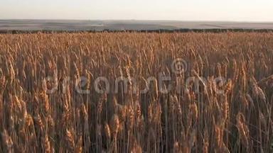 在日出的田野上的小麦穗. 在夕阳下的黄金时刻，麦穗迎风而动。 30fps